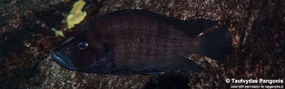 Altolamprologus compressiceps 'Nausingili Island'