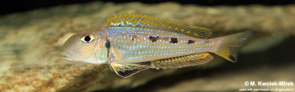 Xenotilapia singularis 'Ndole Bay' - Xenotilapia sp. 'ochrogenys ndole' Ndole Bay