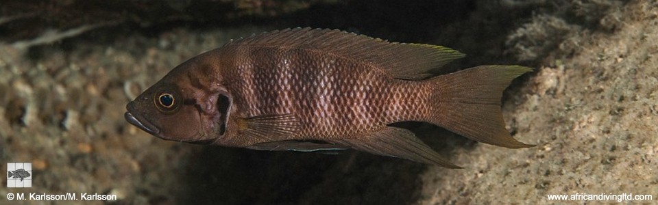 Neolamprologus savoryi 'Ngosa Point'