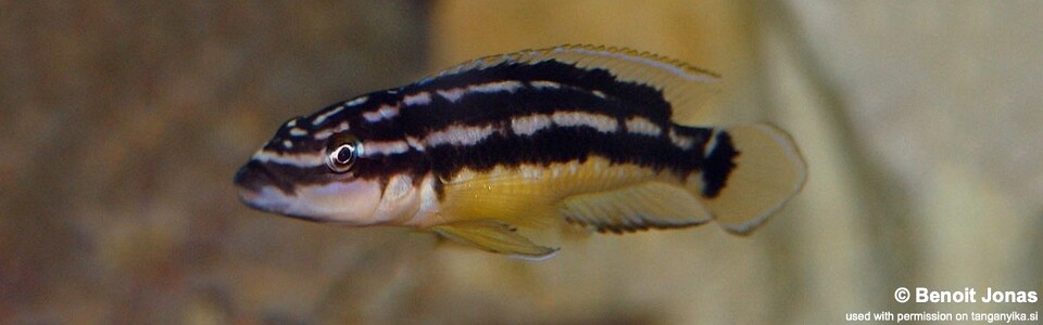 Julidochromis sp. 'ornatus kapampa' Nkorosha