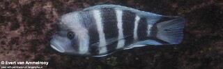 Cyphotilapia gibberosa &#39;Nsumbu National Park&#39; Zambia