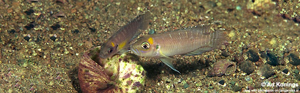 Neolamprologus brevis 'Nzwema'