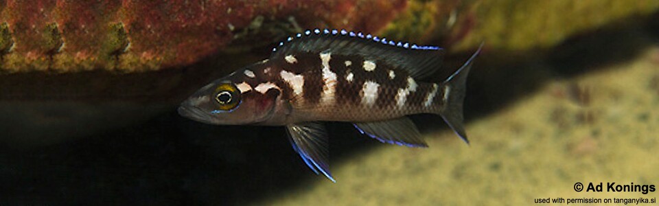 Neolamprologus buescheri 'Nzwema'