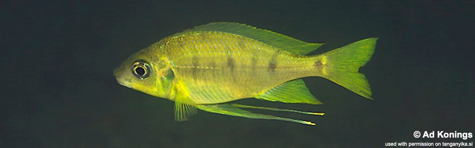 Ophthalmotilapia cf. nasuta 'Nzwema'