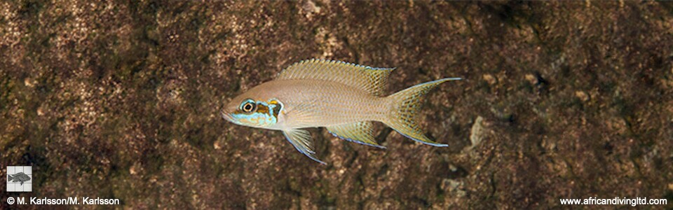 Neolamprologus brichardi 'Popo (Kizumbi) Rocks'