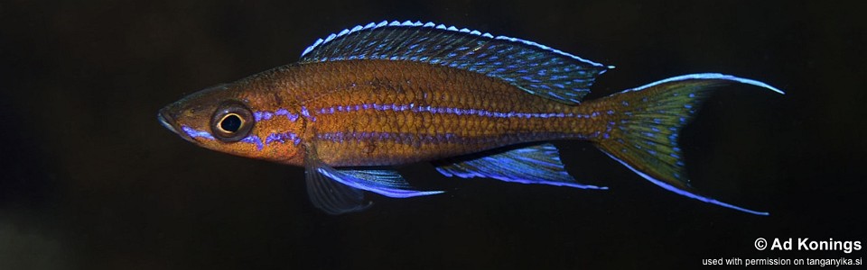 Paracyprichromis nigripinnis 'Popo (Kizumbi) Rocks'