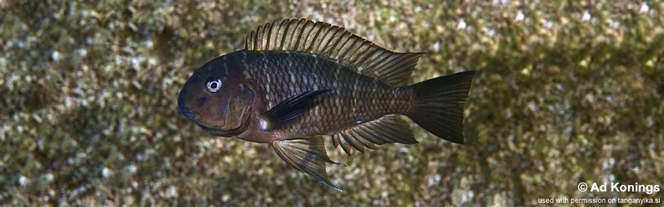 Tropheus moorii 'Popo (Kizumbi) Rocks'