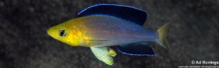 Cyprichromis sp. 'leptosoma jumbo' Samazi.jpg