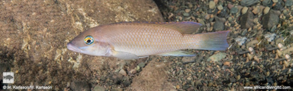 Neolamprologus mondabu 'Segunga'