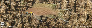 Neolamprologus brichardi &#39;Segunga Bay&#39;