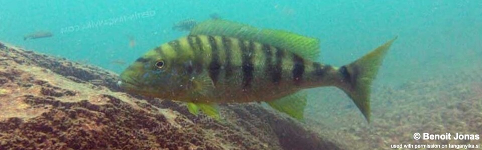 Boulengerochromis microlepis 'Silaf Rocks'