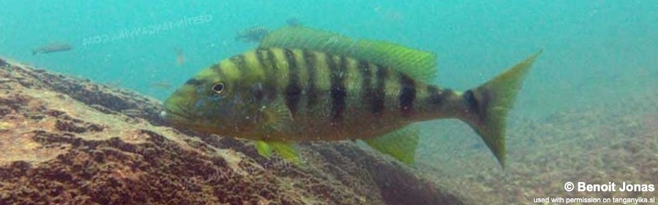 Boulengerochromis microlepis 'Silaf Rocks'