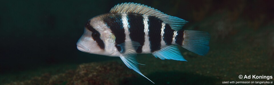 Cyphotilapia cf. frontosa 'Siyeswe Bay'<br><font color=gray>6-bar frontosa</font>