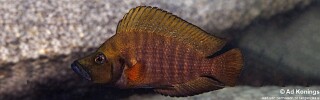 Altolamprologus compressiceps &#39;Siyeswe Bay&#39;