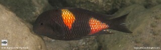 Tropheus sp. &#39;kirschfleck&#39; Siyeswe Bay