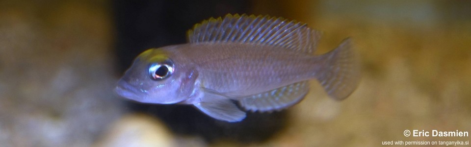 Lamprologus sp. 'ornatipinnis zambia' Sumbu