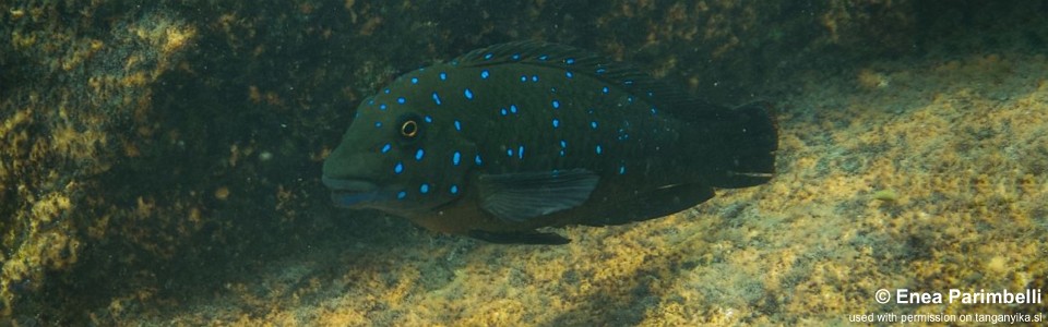 Eretmodus cyanostictus 'Taala (Lusembwa) Point'