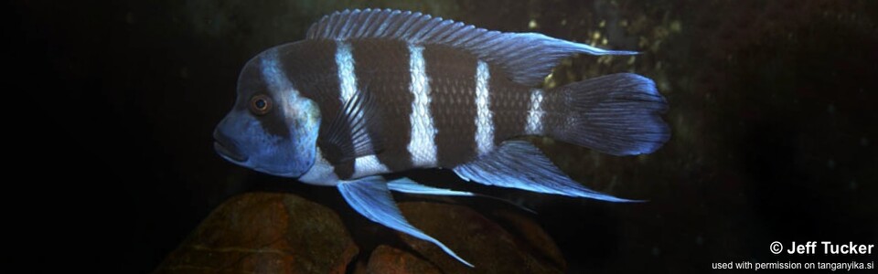 Cyphotilapia gibberosa 'Tembwe (Deux)' - DR Congo