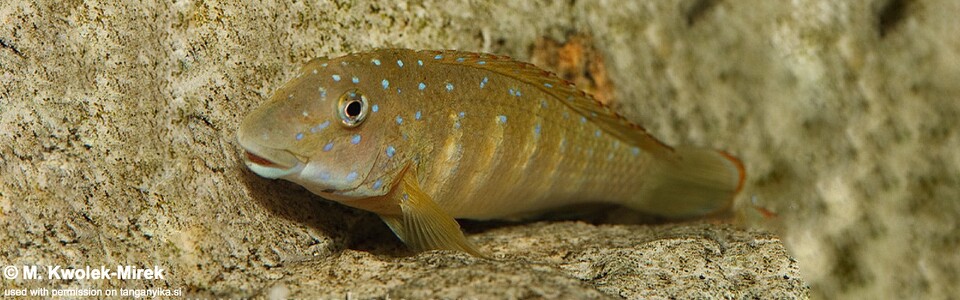 Eretmodus cyanostictus 'Tembwe (Deux)'
