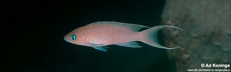 Neolamprologus gracilis 'Tembwe (Deux)'