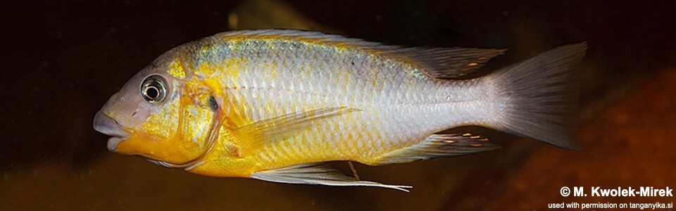 Petrochromis cf. polyodon 'Tembwe (Deux)'