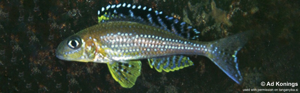 Xenotilapia papilio 'Tembwe (Deux)'