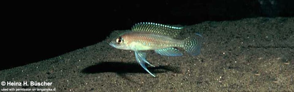 Neolamprologus ventralis 'Tembwe (Deux)'