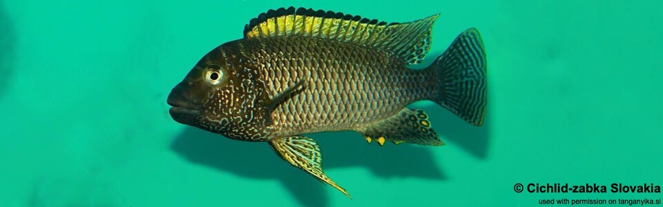Petrochromis famula 'Tembwe (Deux)'