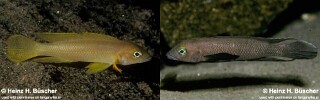 Neolamprologus pectoralis &#39;Tembwe (Deux)&#39;