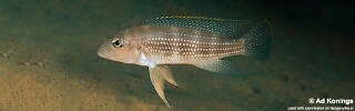Neolamprologus tetracanthus &#39;Tembwe Deux&#39; Neolamprologus marginatus &#39;Tembwe (Deux)&#39;
