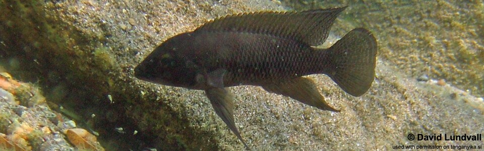 Neolamprologus cf. petricola 'Zambia' Tongwa
