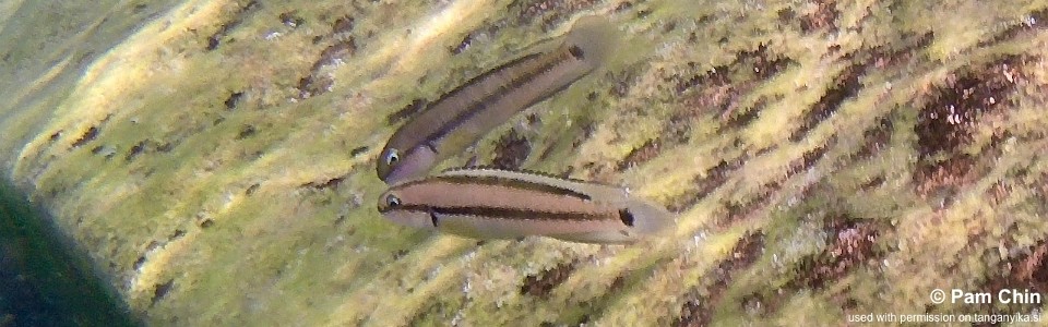 Telmatochromis vittatus 'Tongwa'