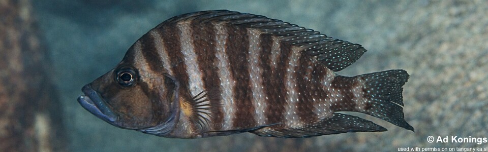 Altolamprologus compressiceps 'Ulwile Island'