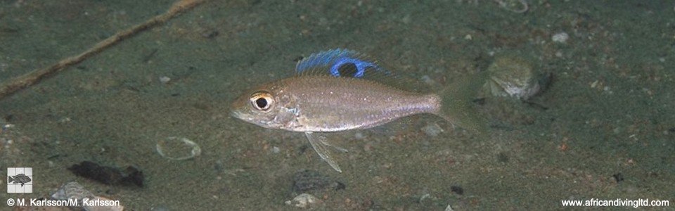 Ectodus descampsii 'Ulwile Island, Musi Point'