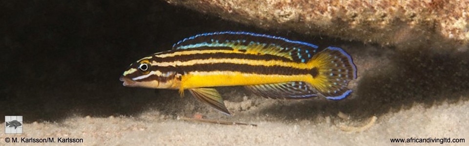 Julidochromis marksmithi 'Ulwile Island'