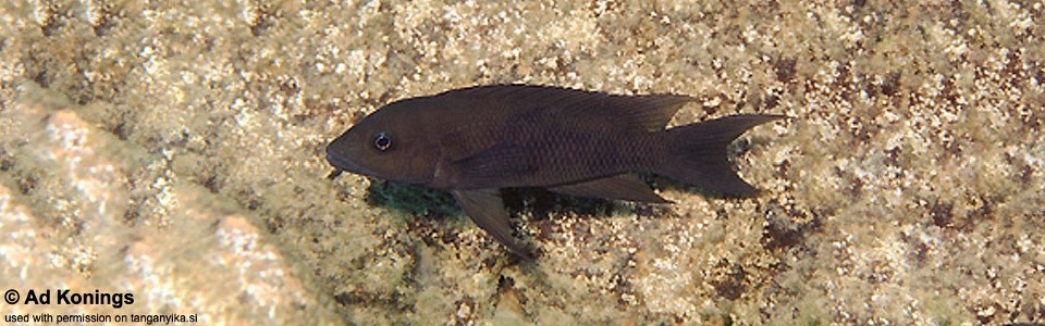 Neolamprologus christyi 'Ulwile Island'