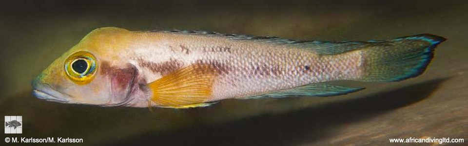 Neolamprologus furcifer 'Ulwile Island'