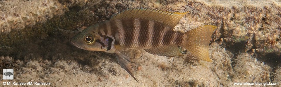 Neolamprologus savoryi 'Ulwile Island, Musi Point'