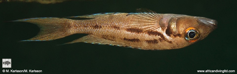 Neolamprologus timidus 'Ulwile Island, Musi Point'