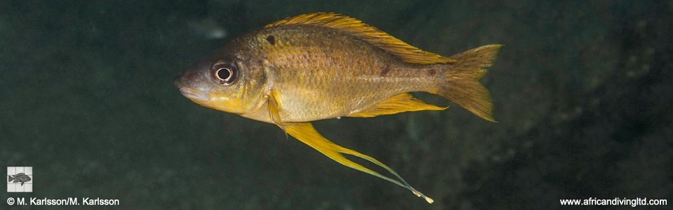 Ophthalmotilapia cf. nasuta 'Ulwile Island, Musi Point'<br><font color=gray>Ophthalmotilapia sp. 'Nasuta Golden' Ulwile Island, Musi Point</font>