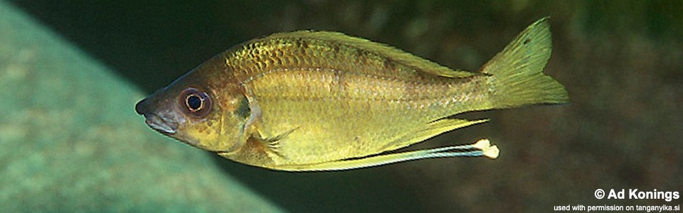 Ophthalmotilapia cf. nasuta 'Ulwile Island'<br><font color=gray>Ophthalmotilapia sp. 'Nasuta Golden' Ulwile Island</font>