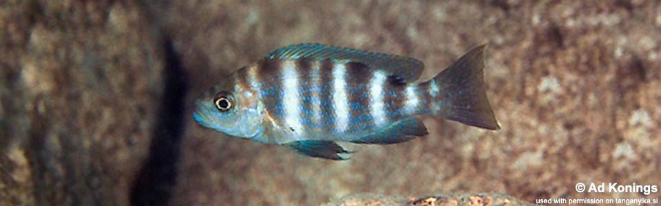 Perissodus straeleni 'Ulwile Island'<br><font color=gray>Plecodus straeleni 'Ulwile Island'</font>