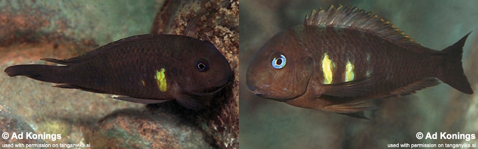 Tropheus sp. 'kipili' Ulwile Island<br><font color=gray>Tropheus brichardi 'Ulwile Island'</font> 