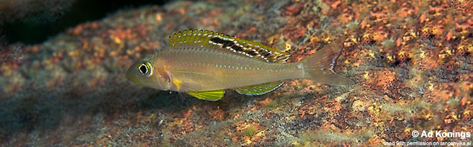 Xenotilapia sp. 'papilio sunflower' Ulwile Island