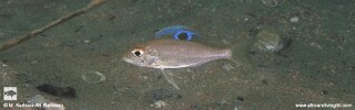 Ectodus descampsii &#39;Ulwile Island, Musi Point&#39;