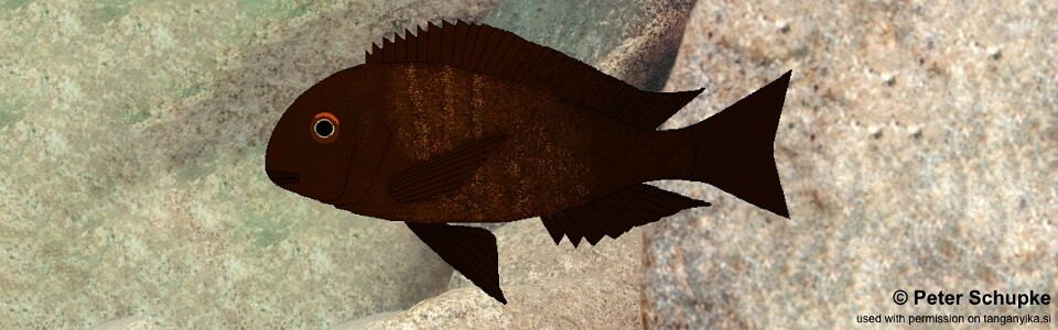 Tropheus sp. 'black' Uvira