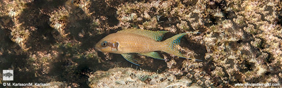 Neolamprologus brichardi 'Yamsamba Island'