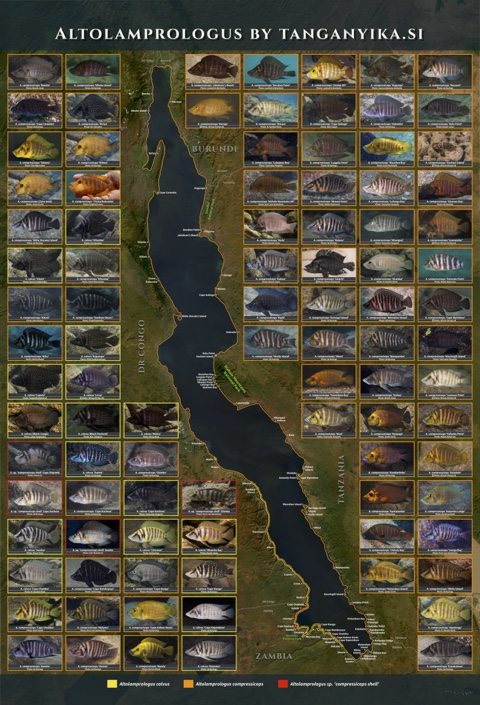 Altolamprologus Poster