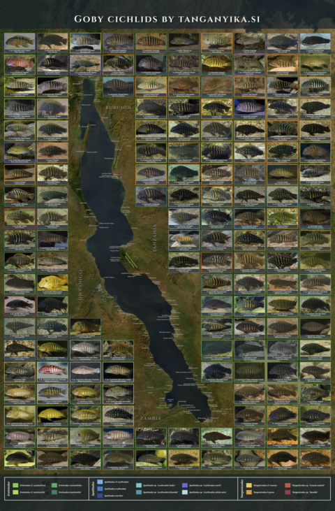 Goby Cichlids Poster