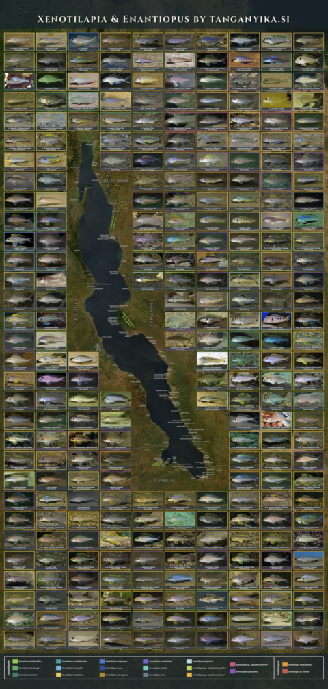 Xenotilapia and Enantiopus Poster